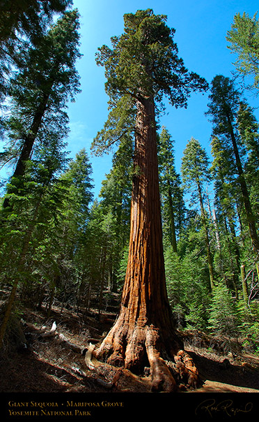 Giant_Sequoia_Mariposa_Grove_2664