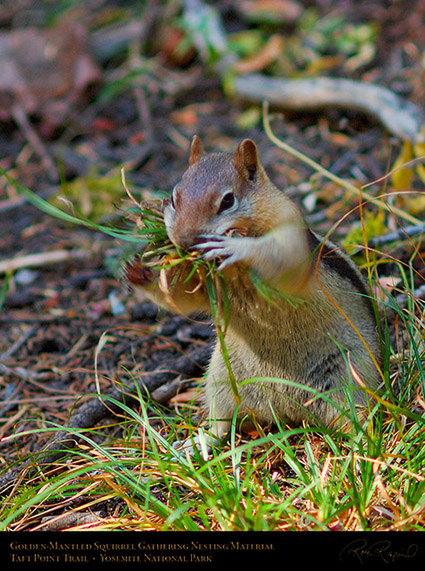 Golden_Mantle_Nesting_Taft_Point_Trail_X6683c