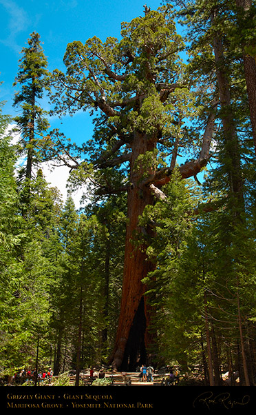 Grizzly_Giant_Sequoia_Mariposa_Grove_X0482
