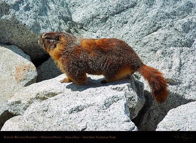 Marmot_Tioga_Pass_3151