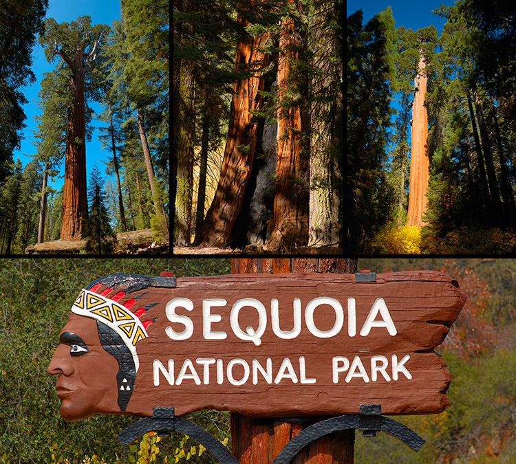 SequoiaNP