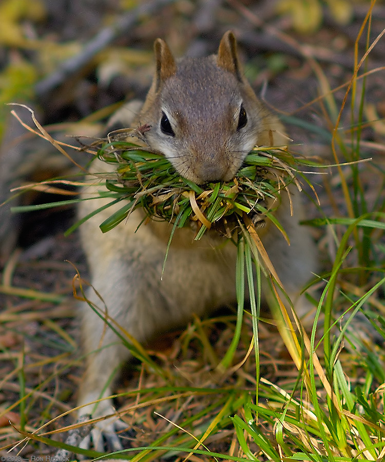 TaftPt_GoldenMantle_Grass_X6686c