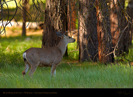 Mule_Deer_at_Sunset_Wawona_2718