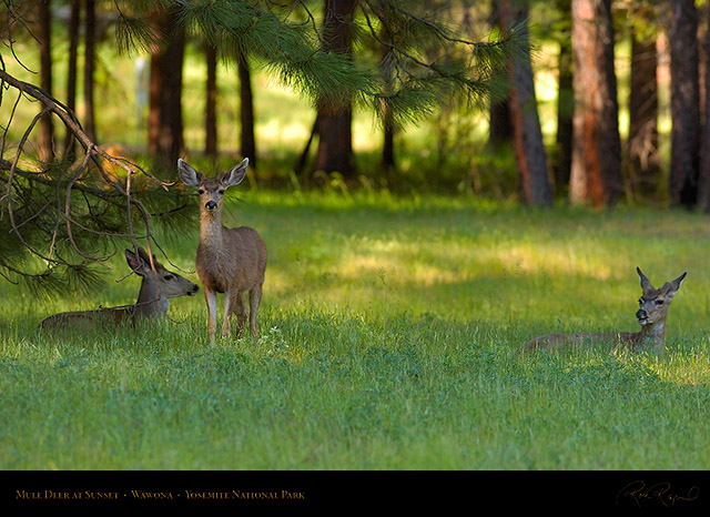 Mule_Deer_at_Sunset_Wawona_2721