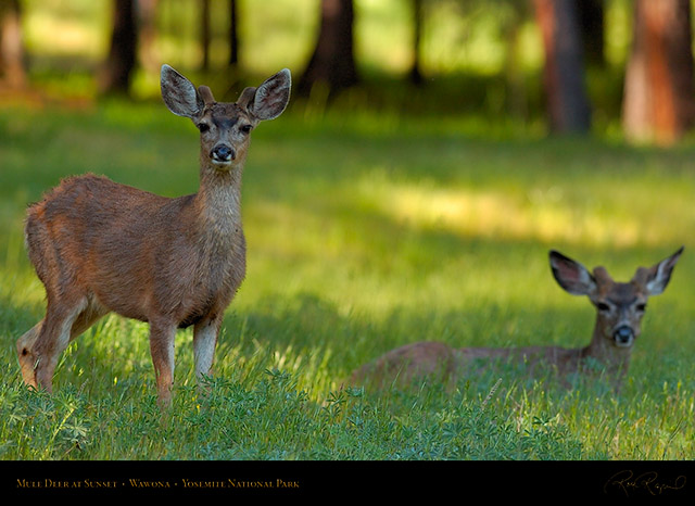 Mule_Deer_at_Sunset_Wawona_2759