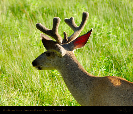 Mule_Deer_in_Velvet_2031