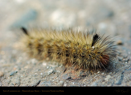 Spiny_Caterpillar_Mirror_Lake_Trail_3989