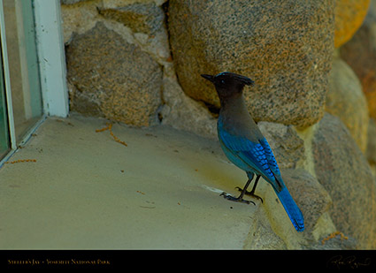 Stellers_Jay_Morning_Visitor_X0430