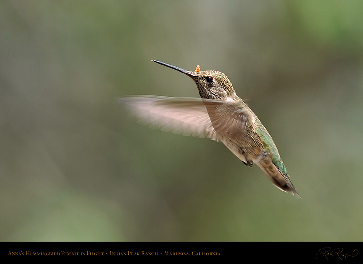 Annas_Hummingbird_Female_4099