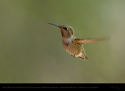 Annas_Hummingbird_Female_4126