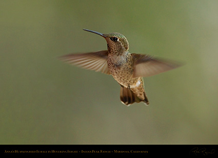 Annas_Hummingbird_Female_4127