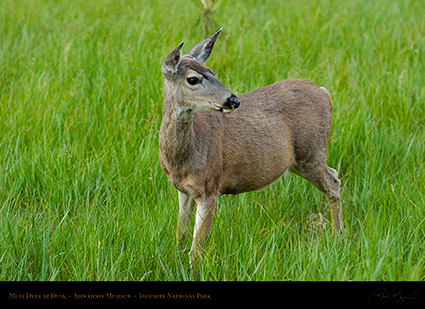 Mule_Deer_Ahwahnee_Meadow_Dusk_3653