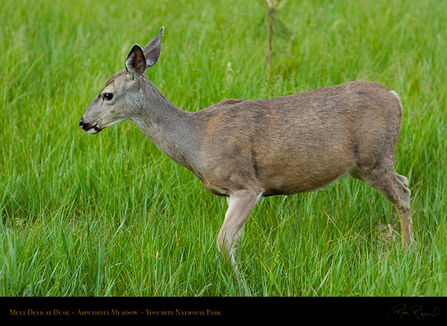 Mule_Deer_Ahwahnee_Meadow_Dusk_3656