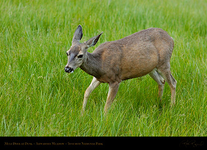 Mule_Deer_Ahwahnee_Meadow_Dusk_3661