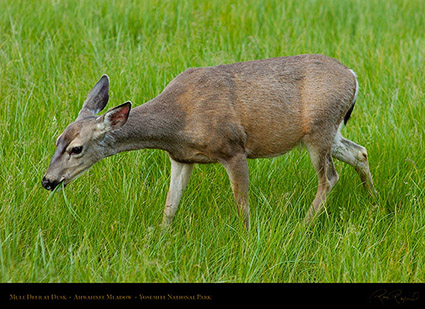 Mule_Deer_Ahwahnee_Meadow_Dusk_3664