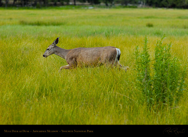 Mule_Deer_Ahwahnee_Meadow_Dusk_3677