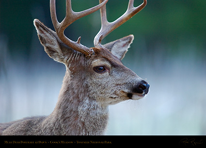 Mule_Deer_Dawn_Portrait_4744