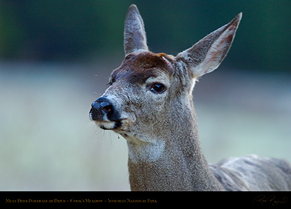 Mule_Deer_Dawn_Portrait_4752