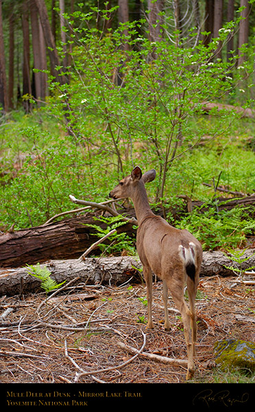 Mule_Deer_Mirror_Lake_Trail_X0308