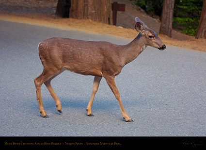 Mule_Deer_North_Pines_HS9288