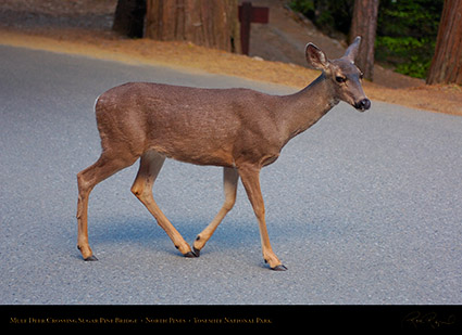 Mule_Deer_North_Pines_HS9289