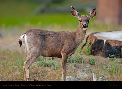 Mule_Deer_Wawona_3361