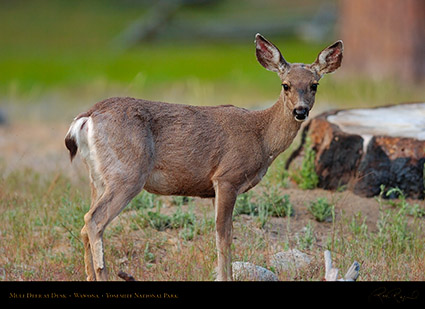 Mule_Deer_Wawona_3363