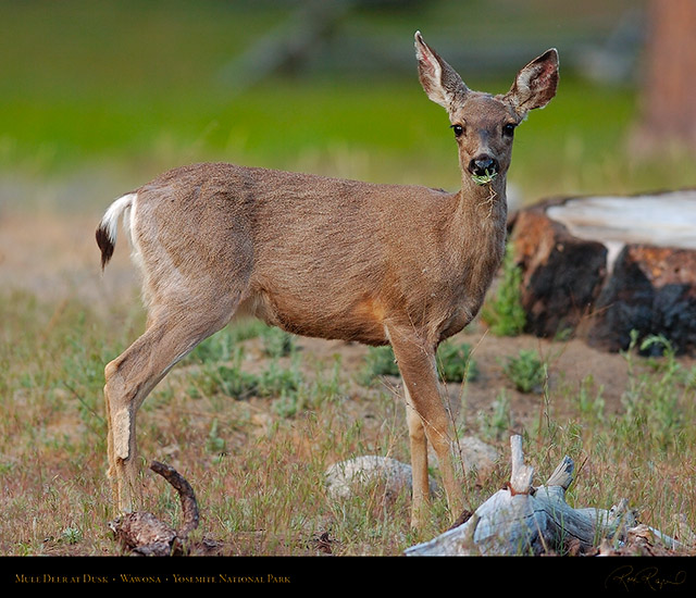 Mule_Deer_Wawona_3365