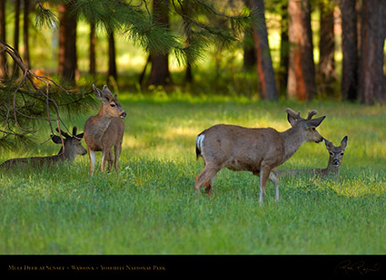 Mule_Deer_at_Sunset_Wawona_2728