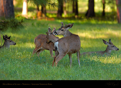 Mule_Deer_at_Sunset_Wawona_2738