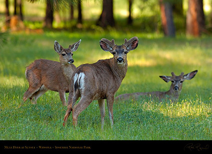 Mule_Deer_at_Sunset_Wawona_2741