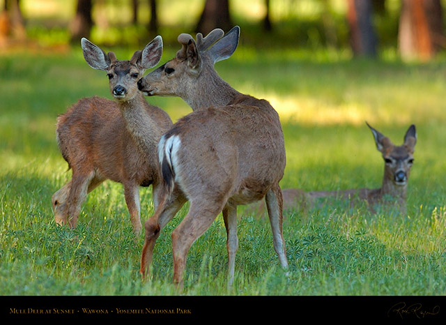 Mule_Deer_at_Sunset_Wawona_2753