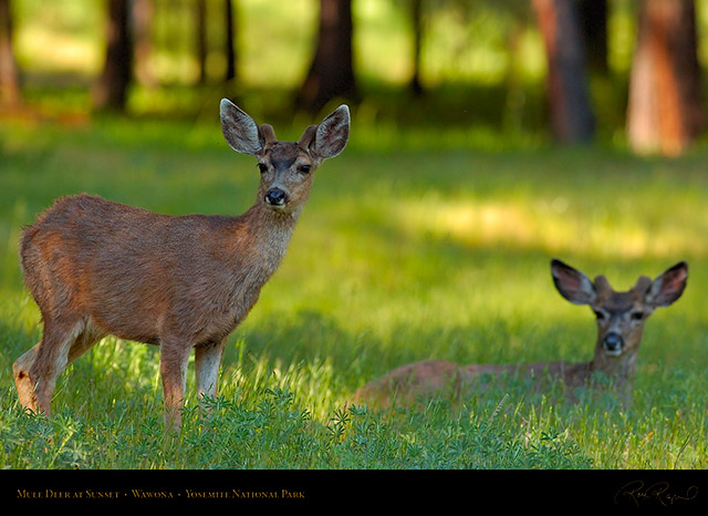 Mule_Deer_at_Sunset_Wawona_2768