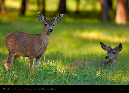 Mule_Deer_at_Sunset_Wawona_2776