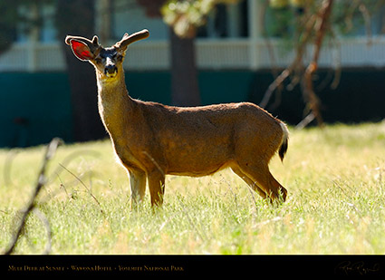 Mule_Deer_at_Sunset_Wawona_Hotel_2703