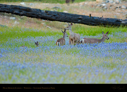 Mule_Deer_in_Lupines_Wawona_3349