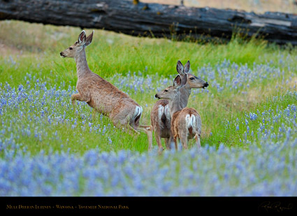 Mule_Deer_in_Lupines_Wawona_3351