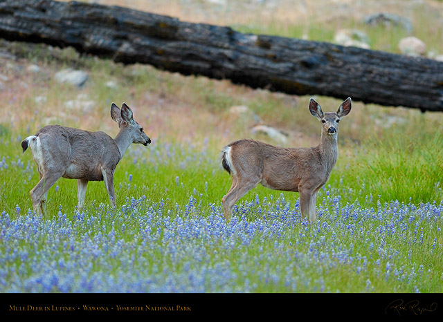 Mule_Deer_in_Lupines_Wawona_3357