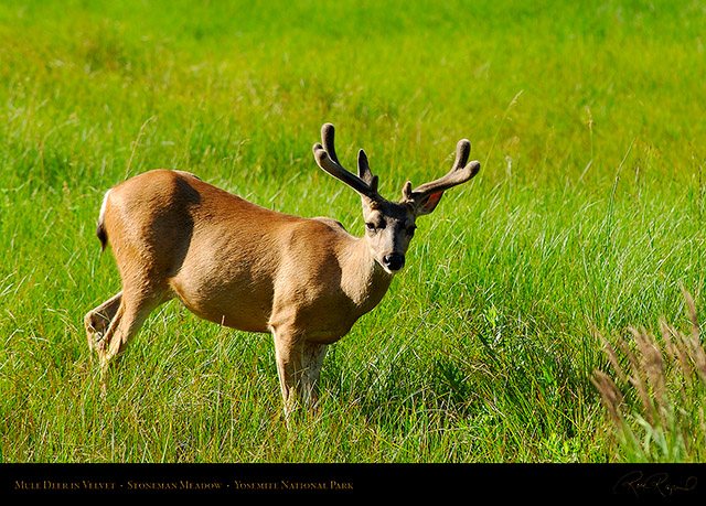 Mule_Deer_in_Velvet_1980