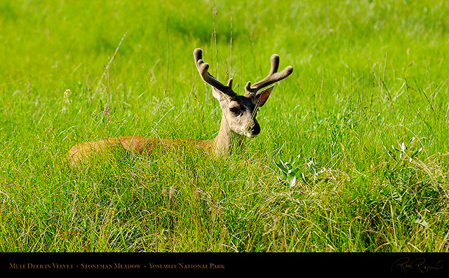 Mule_Deer_in_Velvet_1992