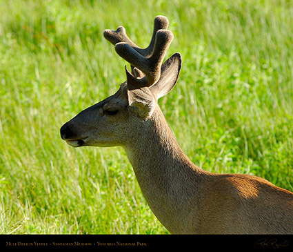 Mule_Deer_in_Velvet_2033