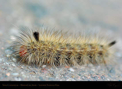 Spiny_Caterpillar_Mirror_Lake_Trail_3995