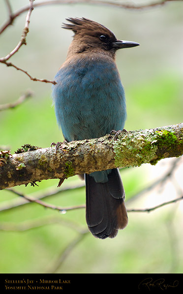 Stellers_Jay_Mirror_Lake_2395