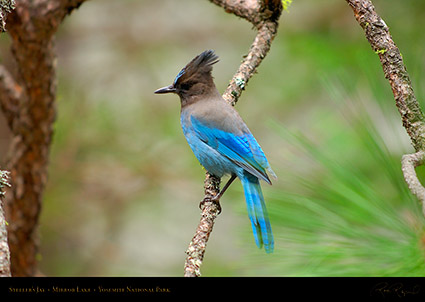 Stellers_Jay_Mirror_Lake_2406