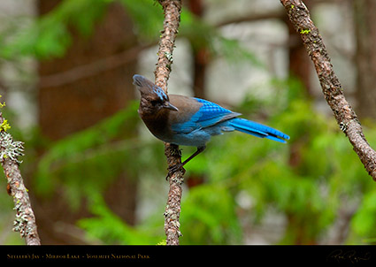 Stellers_Jay_Mirror_Lake_2760