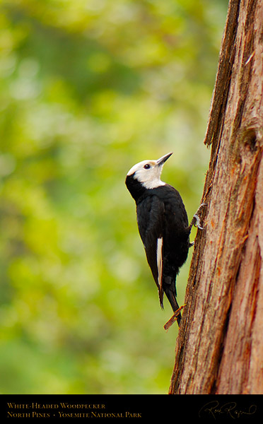 White-Headed_Woodpecker_X2305