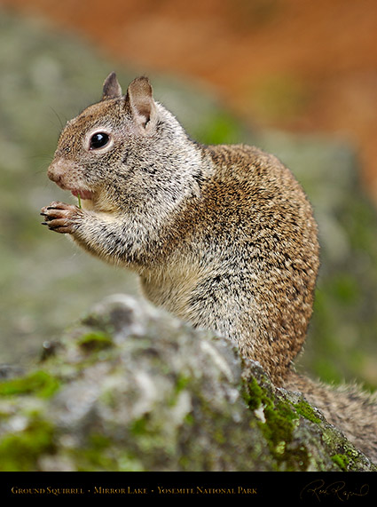 Ground_Squirrel_Mirror_Lake_2460