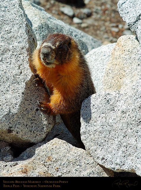 Marmot_Tioga_Pass_3149c