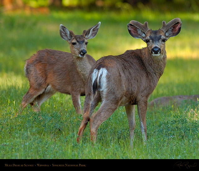 Mule_Deer_at_Sunset_Wawona_2740c