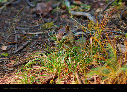 Golden_Mantle_Nesting_Taft_Point_Trail_X6679